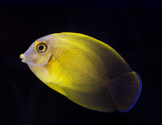 Half Black Mimic Tang