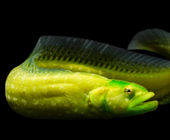 Green Wolf Eel
