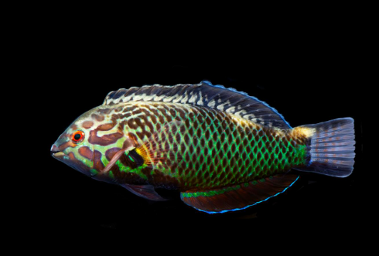 Black Leopard Wrasse