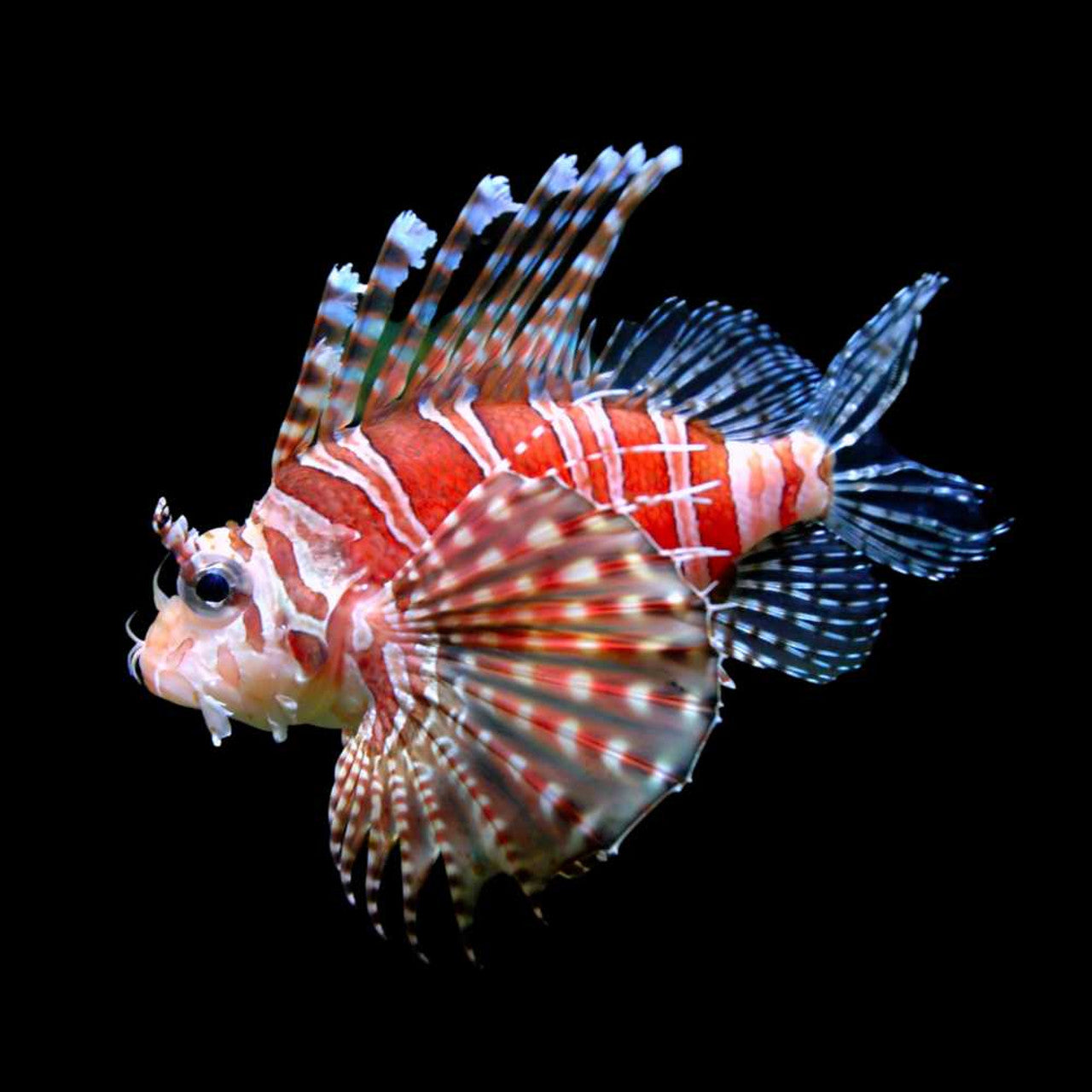 Dwarf Zebra Lionfish