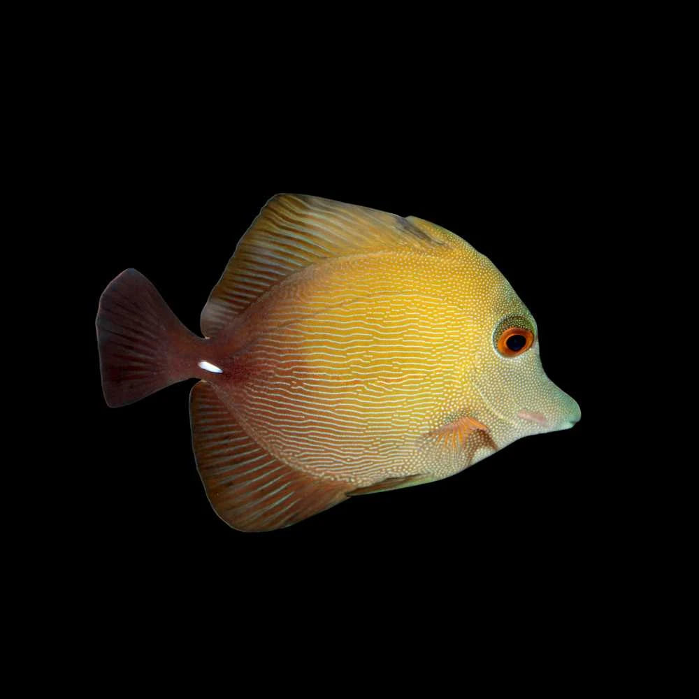 Scopas Tang