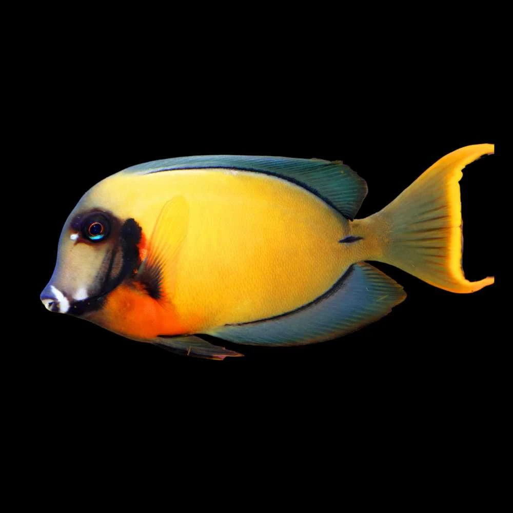 Yellow Mimic Tang