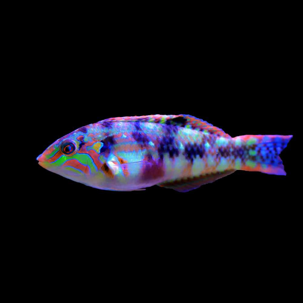 Nebulous Wrasse