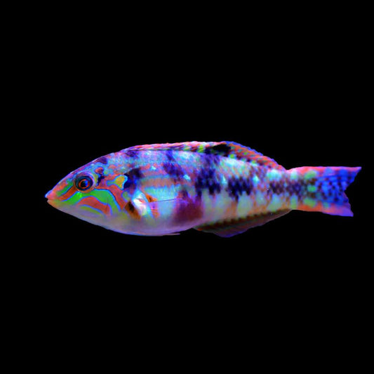 Nebulous Wrasse