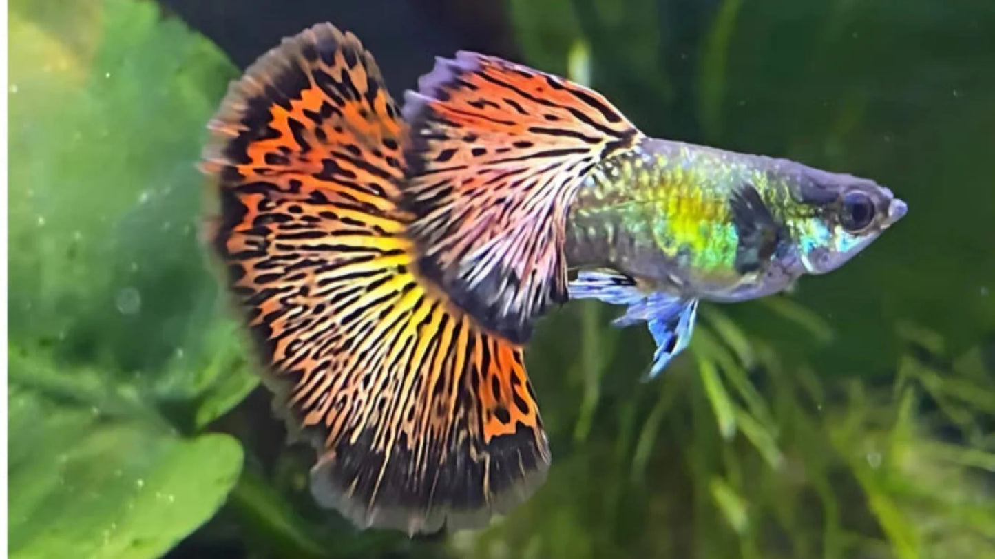 Dragon Guppy - Locally Bred - Mixed Colors