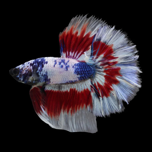 American Flag Twintail Halfmoon Betta - Male