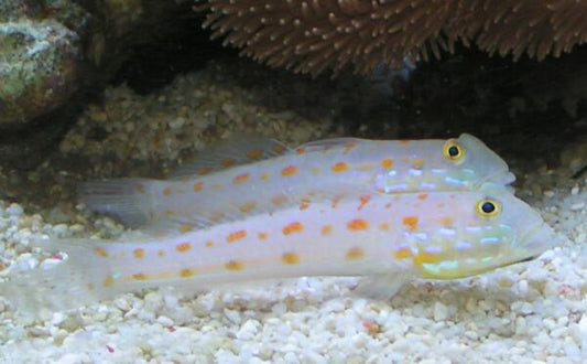 Diamond Sleeper Goby