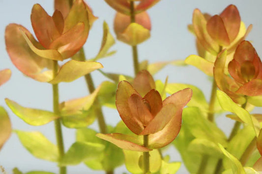 Bacopa caroliniana 'Yellow flame' (Lemon Bacopa)