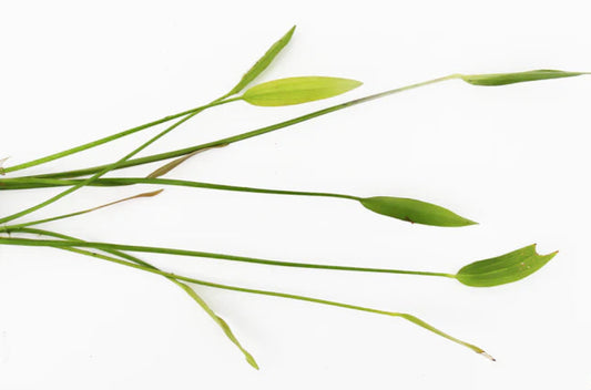 Echinodorus Argentiensis (Argentine Sword Plant)