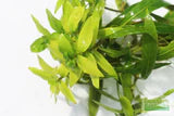 Hygrophila Salicifolia (Willow Leaf Hygro, Blue Hygro, Hygro Blue, and Willow-leaf Hygrophila)