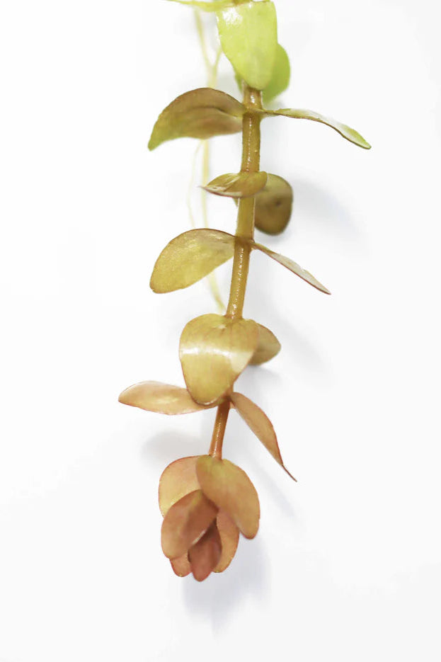 Bacopa caroliniana 'Yellow flame' (Lemon Bacopa)