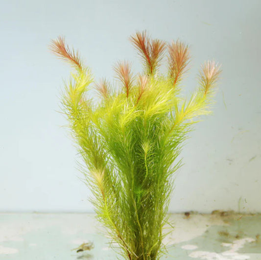 Mayaca Sellowiniana (Stream Bogmoss)