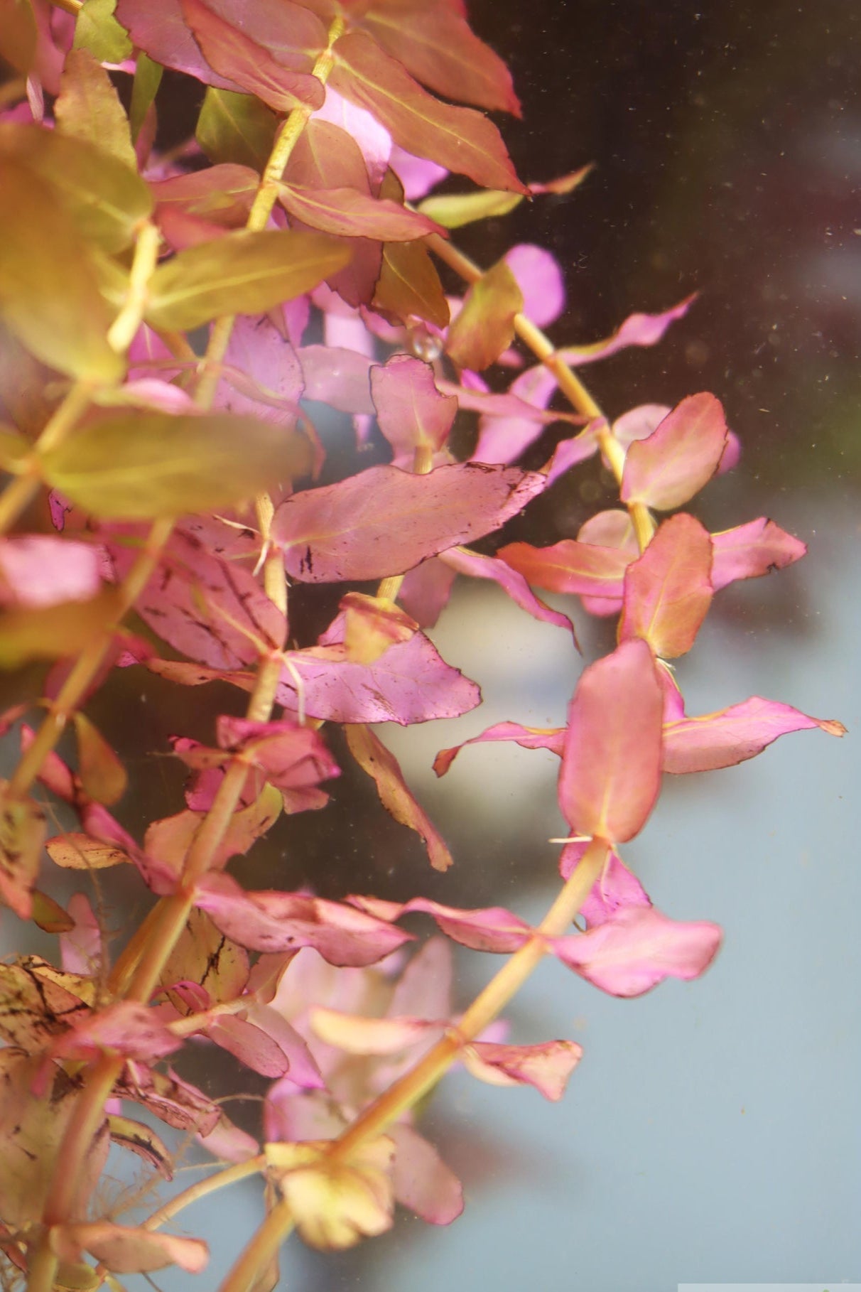 Rotala "Small Leaf" Macrandra (Giant Red Rotala, Rose Red Rotala)