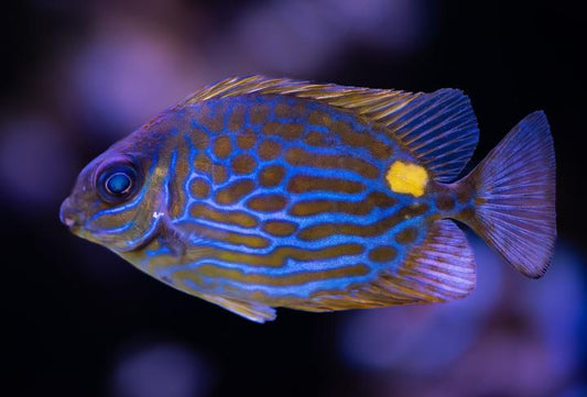 Gold Lined Rabbitfish