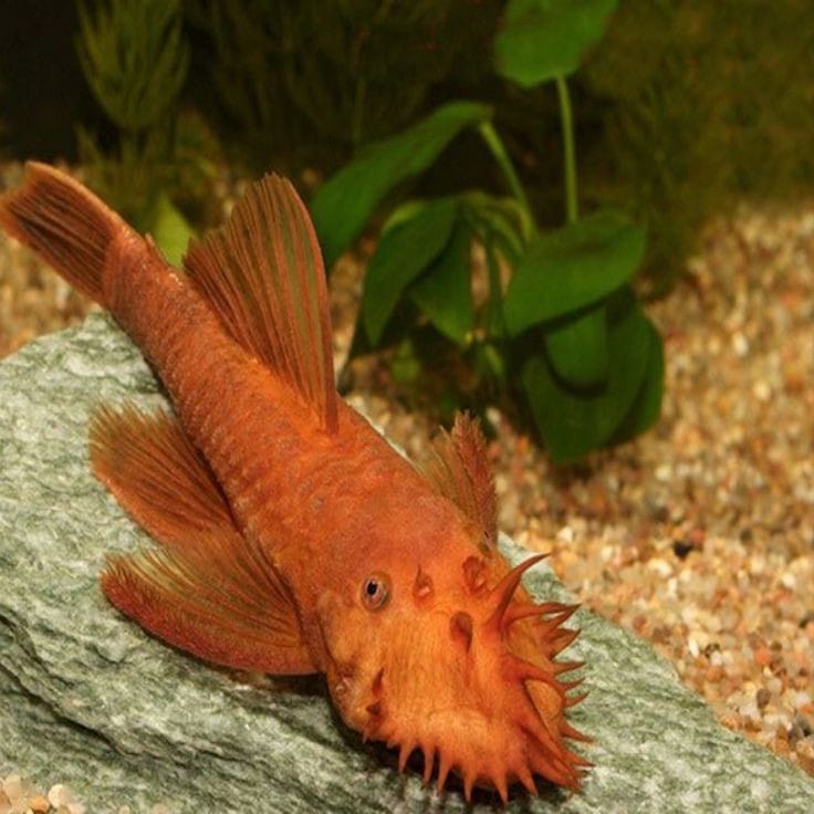 Super Red Bristlenose Pleco