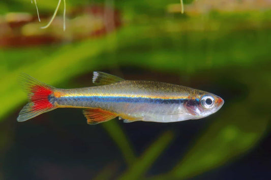 White Cloud Tetra