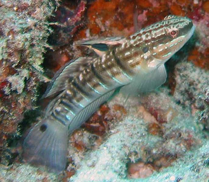 Banded Sleeper Goby