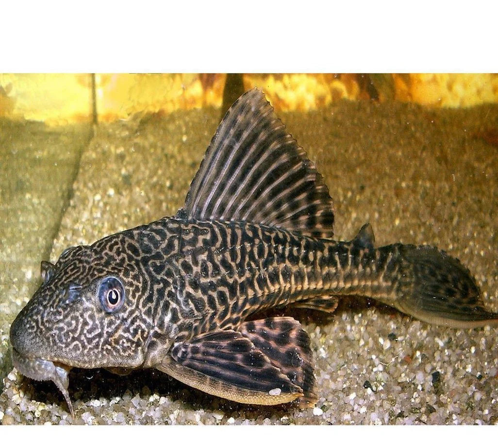 Plecostomus