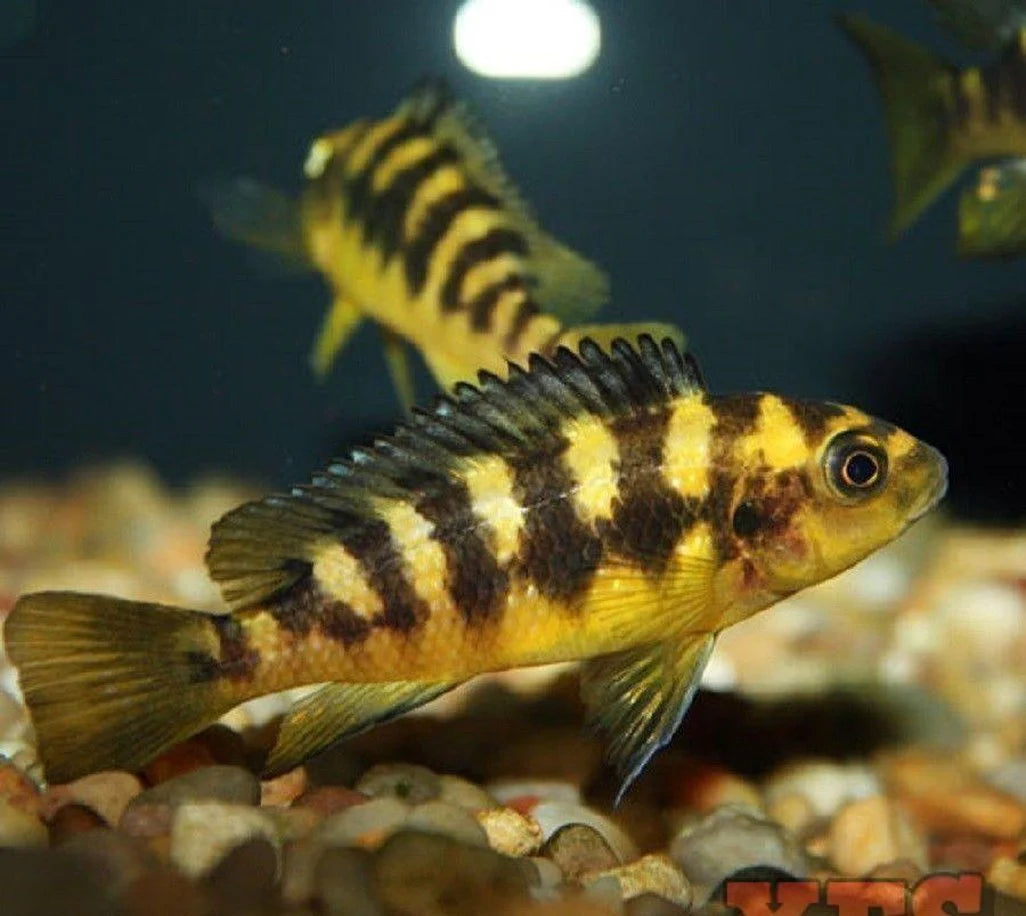 Bumblebee Cichlid