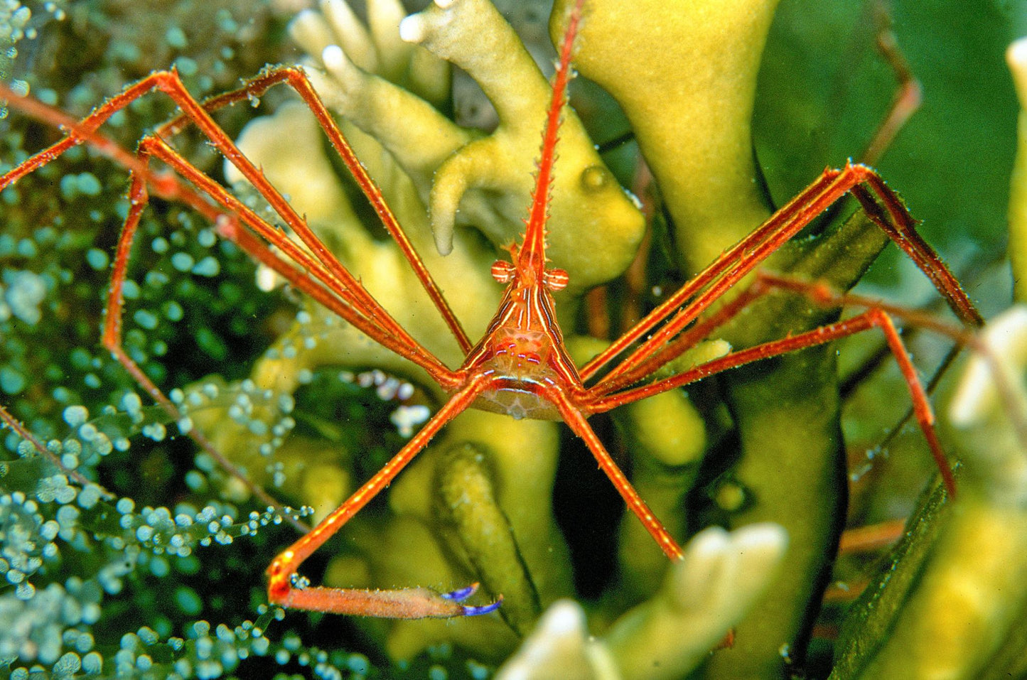 Arrow Crab