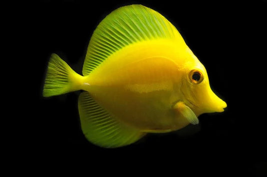 Yellow Tang