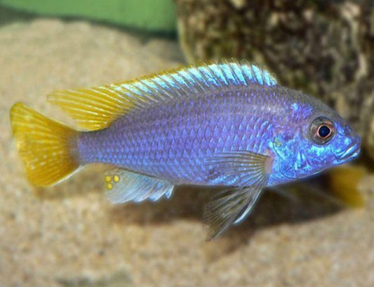 Cichlids Mbuna - Yellowtail Acei