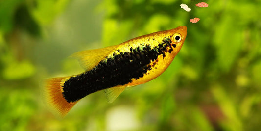Platy (Livebearer) - Mixed Colors