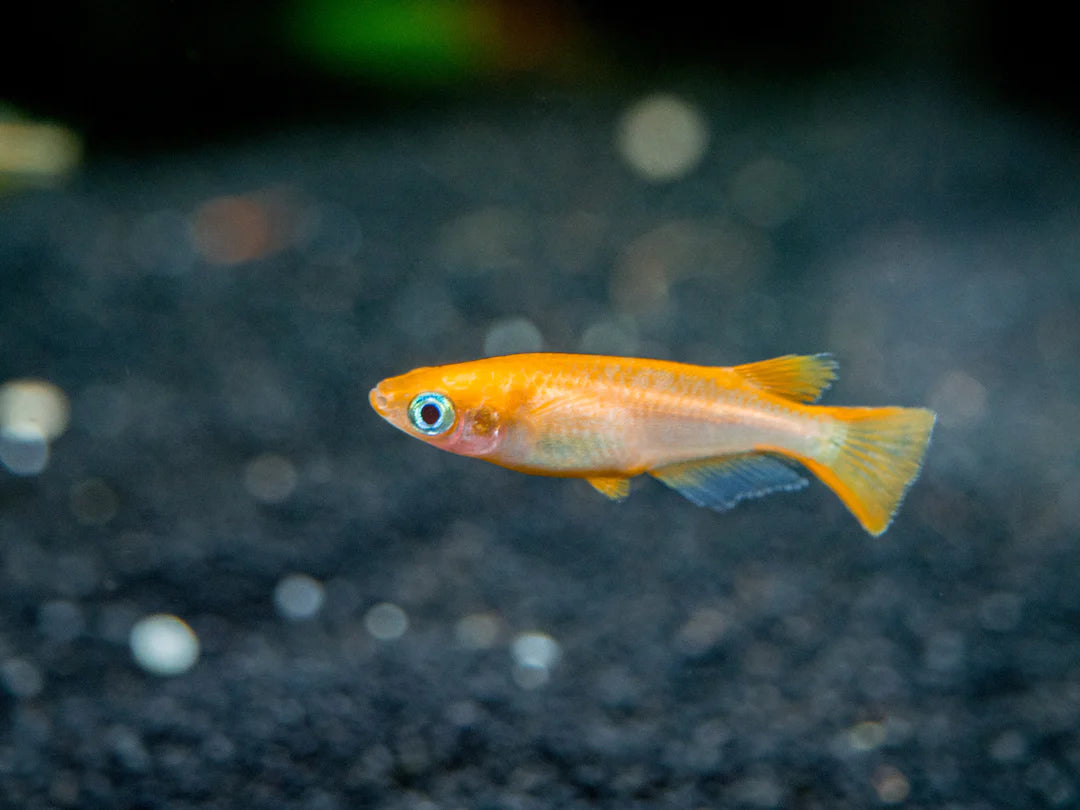 Orange Sparkled Ricefish