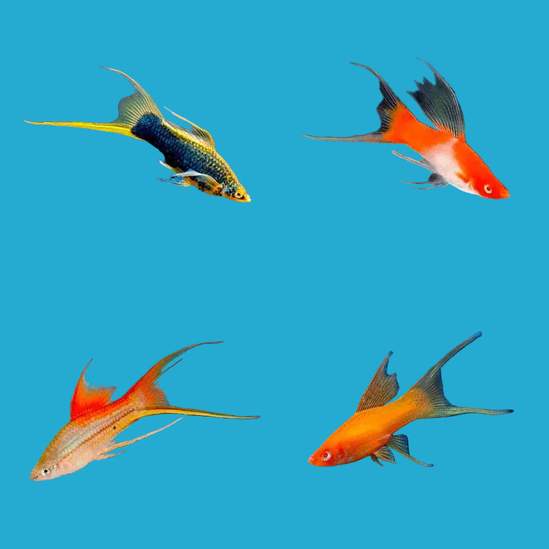 Assorted Lyretail Swordtail