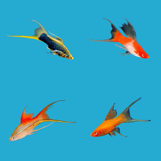 Assorted Lyretail Swordtail