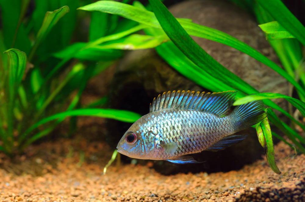 Cichlid - Electric Blue Acara