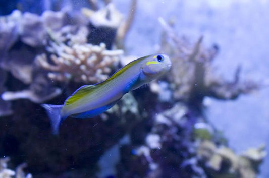 Blue Midas Blenny