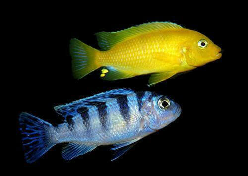 Cichlids Mbuna - Kenyi