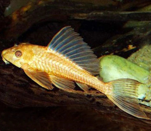 Albino Chocolate Pleco