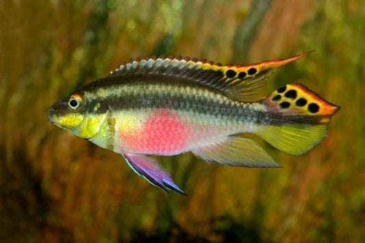 Rainbow Kribensis Cichlid