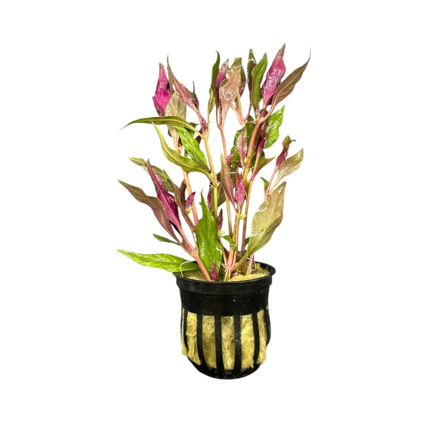 Cherry Hedge —  🟢 EASY