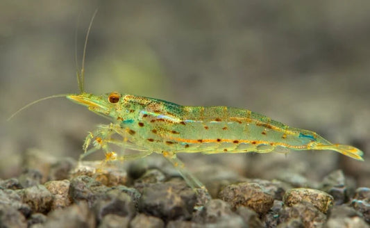 Amano Algae Eating Shrimp