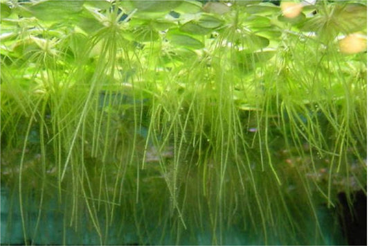 Floating plants assorted - Red Root , Frogbit