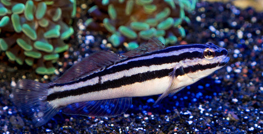 Link's Sleeper Goby