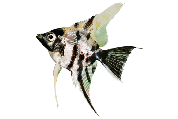 Angelfish - Mixed Colors