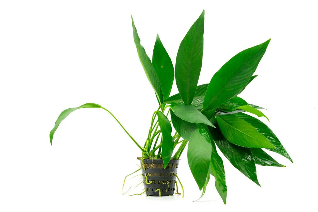 Anubias Congensis - Potted