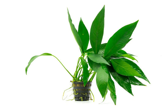 Anubias Congensis - Potted