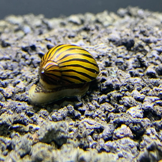 Zebra Nerite Snail