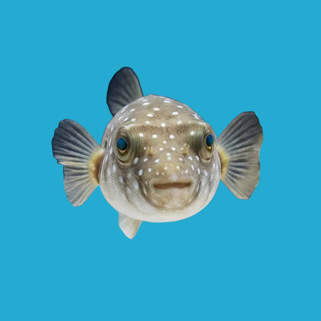 Stars and Stripes Puffer