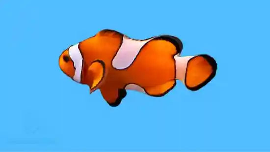 Misbar False Percula Ocellaris Clownfish