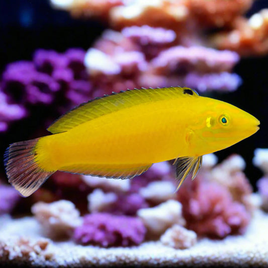 Yellow Coris Wrasse