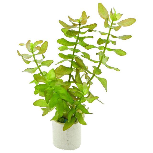 Bacopa Lemon - Potted
