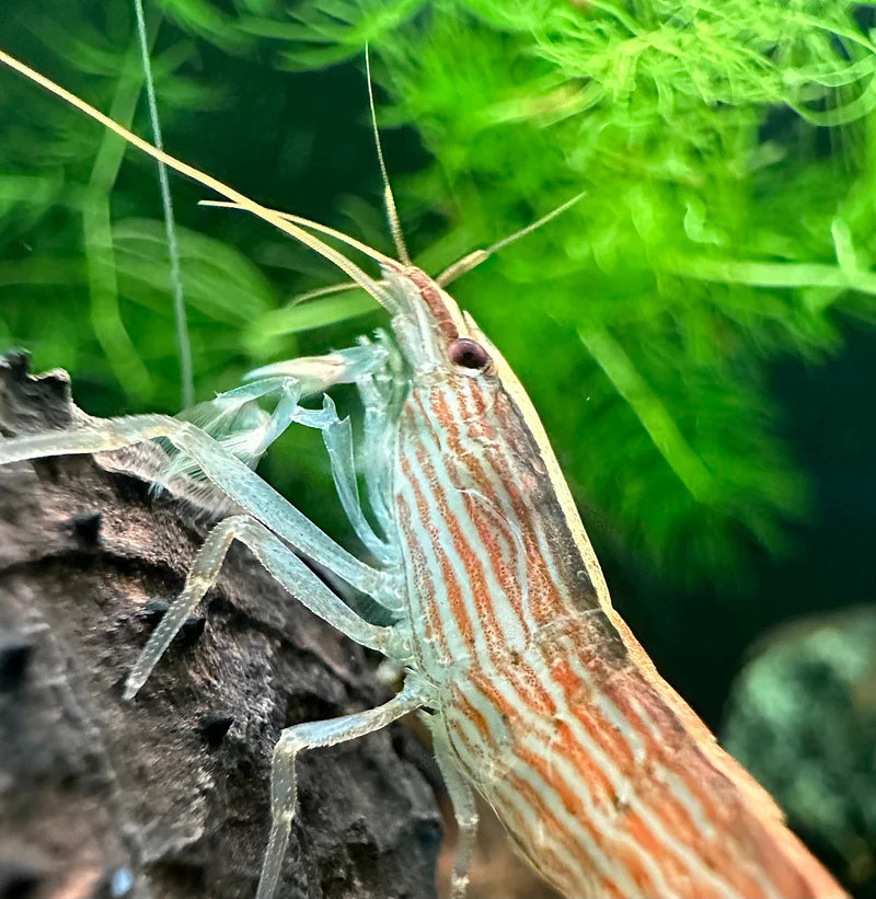 Bamboo Shrimp