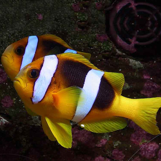 Black Clarkii Clownfish Tank Raised