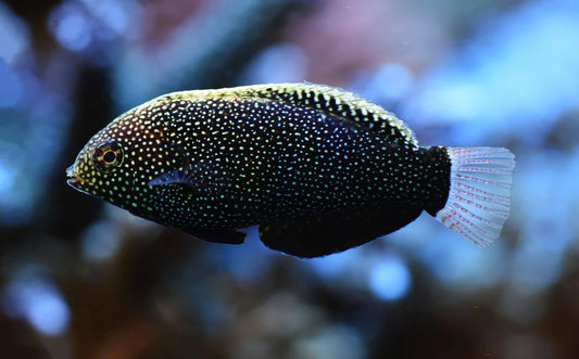 Black Leopard Wrasse